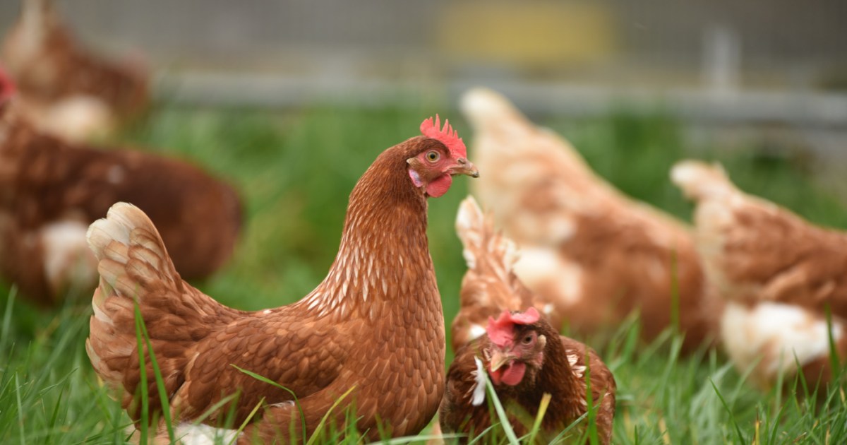 Agricultura confirma foco de doença de Newcastle em Santa Catarina