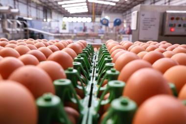 Bahia registra produção recorde de ovos pelo sexto ano consecutivo e movimenta R$ 879,9 milhões | SECOM