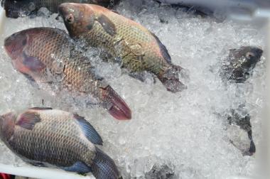 Câmara Setorial da Pesca e Aquicultura da Bahia é criada para desenvolver potencial do setor | SECOM