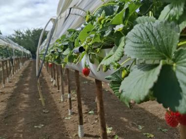 Dia da Agricultura: Bahia amplia produção, diversifica culturas e consolida liderança no Nordeste | SECOM
