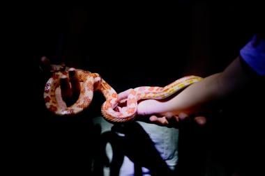 Inscrições para o Zoo Noturno serão abertas nesta terça-feira (27) | SECOM
