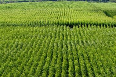 Pedrão sedia seminário sobre produção florestal baiana na quinta-feira (29) | SECOM
